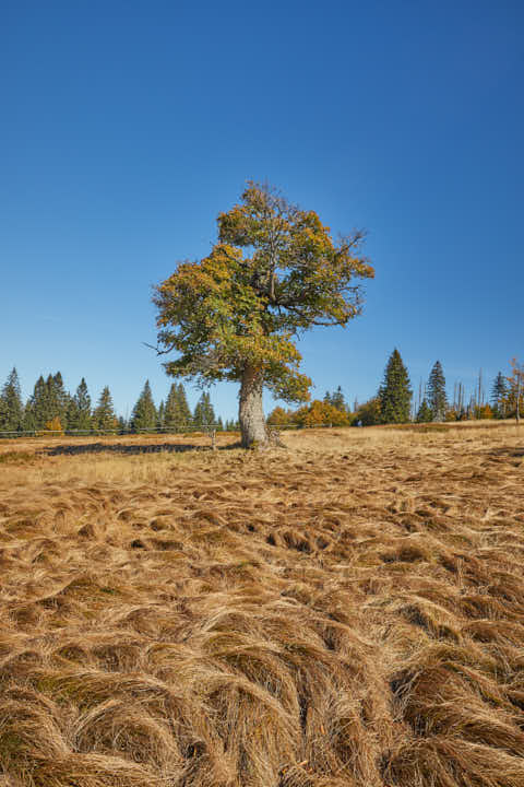 Gemeinde Lindberg Landkreis Regen Hochschachten (Dirschl Johann) Deutschland REG